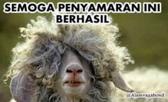 Bikin ngakak, ini deretan meme kambing kurban saat Idul Adha