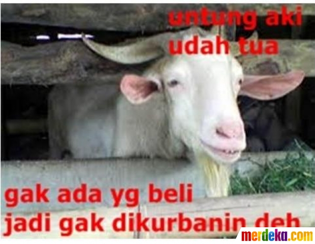 20150923180139 Ini Meme Lucu Tentang Kambing Jelang Idul Adha 008 Larensi Mahligai Mustika Rani