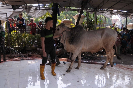 Melihat penyembelihan hewan kurban di Masjid Sunda Kelapa