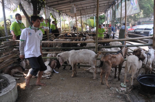 Melihat penyembelihan hewan kurban di Masjid Sunda Kelapa