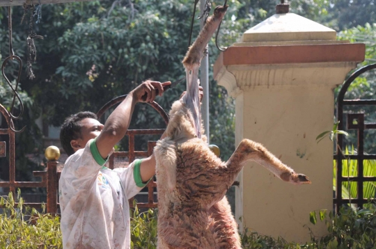 Melihat penyembelihan hewan kurban di Masjid Sunda Kelapa