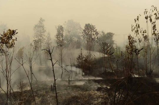 Aksi Jokowi terus pantau pemadaman lahan gambut di Kalimantan