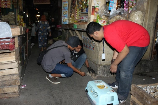 Malangnya nasib kucing-kucing liar di Pasar Tawang Mangu ini