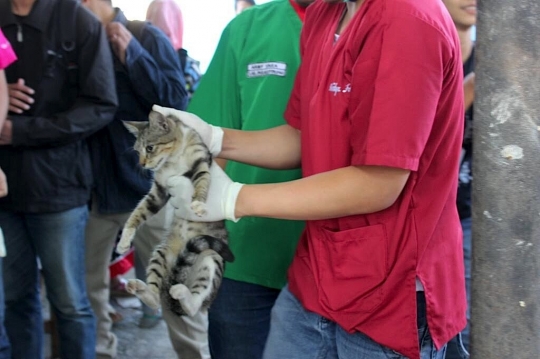 Malangnya nasib kucing-kucing liar di Pasar Tawang Mangu ini