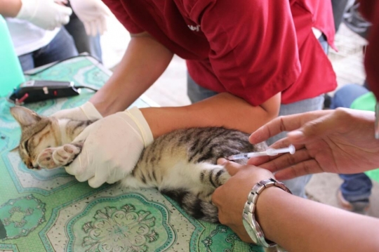 Malangnya nasib kucing-kucing liar di Pasar Tawang Mangu ini