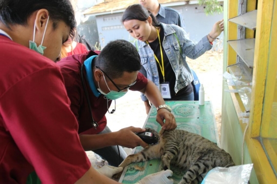 Malangnya nasib kucing-kucing liar di Pasar Tawang Mangu ini