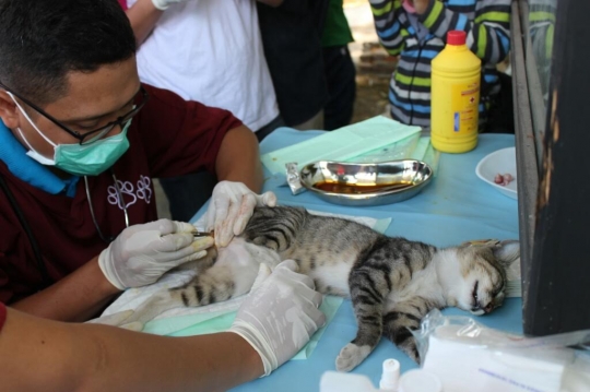 Malangnya nasib kucing-kucing liar di Pasar Tawang Mangu ini