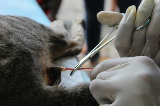 Malangnya nasib kucing-kucing liar di Pasar Tawang Mangu ini