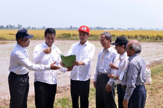 Presiden Jokowi tinjau panen padi varietas IPB 3S di Karawang