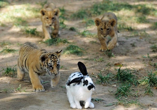 Lucunya anak harimau dan singa belajar berburu kelinci