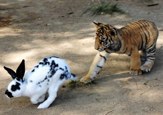 Lucunya anak harimau dan singa belajar berburu kelinci