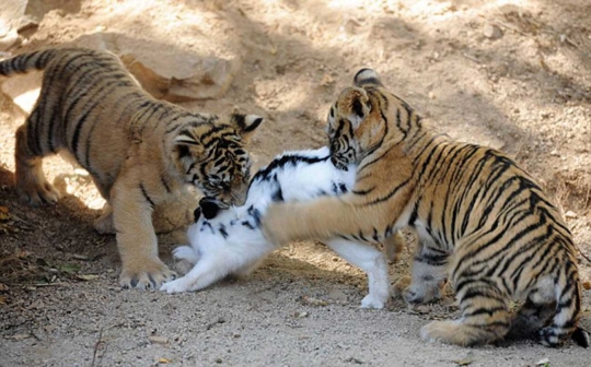 Lucunya anak harimau dan singa belajar berburu kelinci