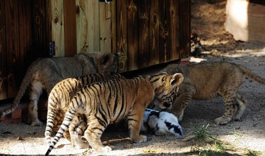 Lucunya anak harimau dan singa belajar berburu kelinci