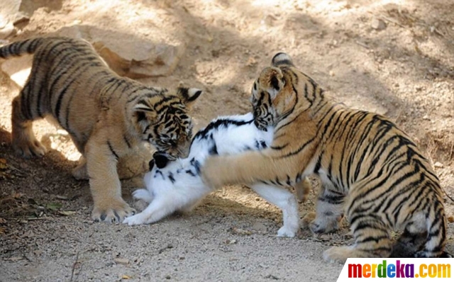 anak dimakan harimau Foto Lucunya anak harimau dan singa belajar berburu 