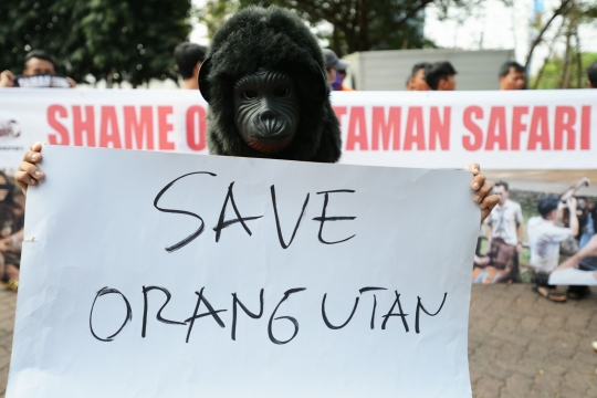 Aksi kecam pertunjukan orang utan Taman Safari Indonesia