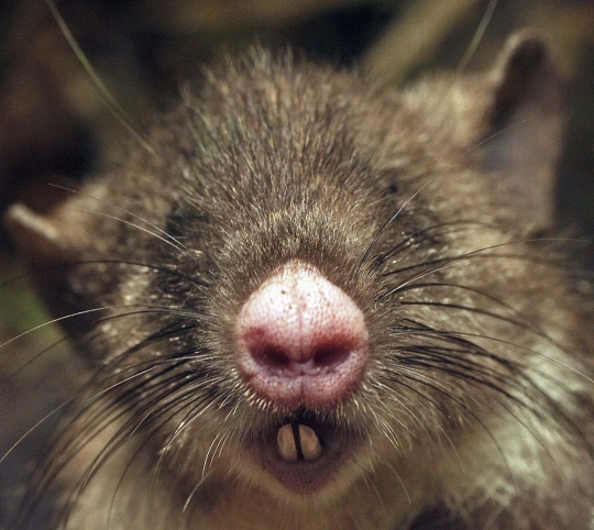 Wujud unik tikus berhidung babi, spesies baru dari Sulawesi