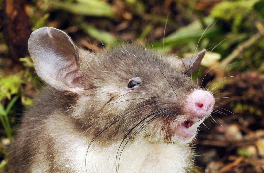 Wujud unik tikus berhidung babi, spesies baru dari Sulawesi