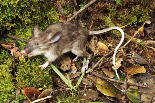 Wujud unik tikus berhidung babi, spesies baru dari Sulawesi