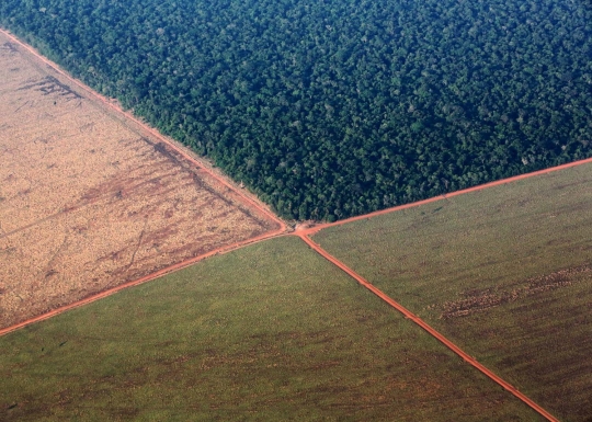 Pandangan udara luasnya lahan kedelai di hutan Amazon