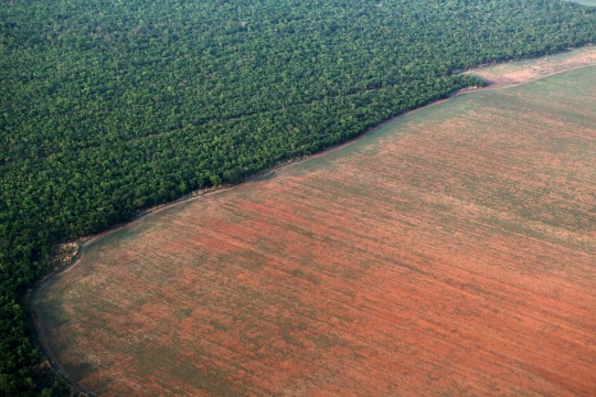 Pandangan udara luasnya lahan kedelai di hutan Amazon