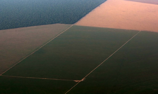 Pandangan udara luasnya lahan kedelai di hutan Amazon