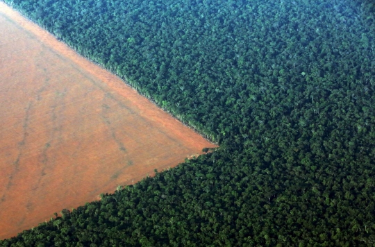 Pandangan udara luasnya lahan kedelai di hutan Amazon