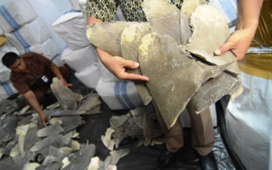 Ini 3.000 sirip hiu yang hendak diselundupkan ke Hong Kong