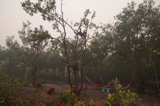 Meratapi kehidupan orang utan di Kalimantan terancam kabut asap