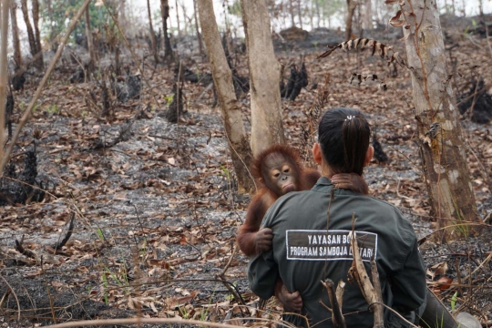 Meratapi kehidupan orang utan di Kalimantan terancam kabut asap