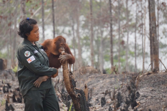 Meratapi kehidupan orang utan di Kalimantan terancam kabut asap