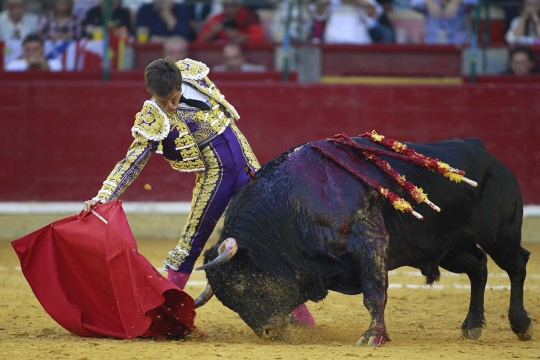 Gaya santai matador El Juli hindari serudukan tanduk tajam banteng