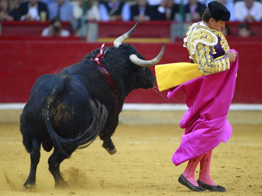 Gaya santai matador El Juli hindari serudukan tanduk tajam banteng