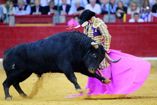 Gaya santai matador El Juli hindari serudukan tanduk tajam banteng