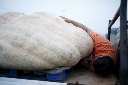 Di sini tempat kontes labu paling menghebohkan sejagat