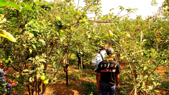 Beragrowisata ke kebun apel di Kota Batu