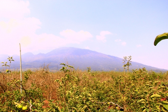 Beragrowisata ke kebun apel di Kota Batu