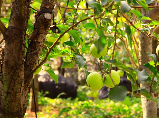 Beragrowisata ke kebun apel di Kota Batu