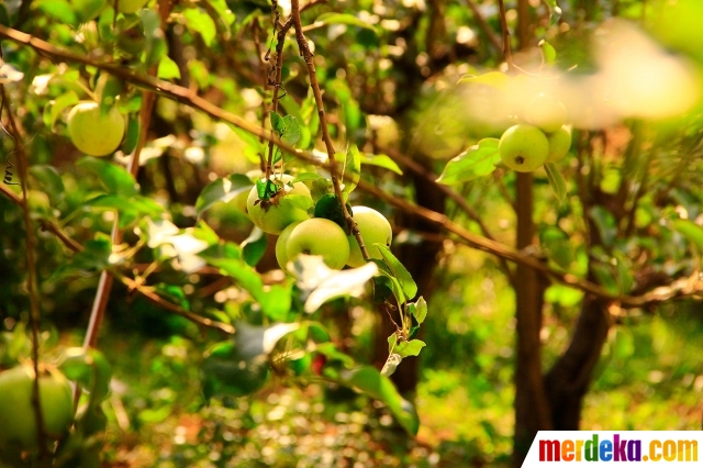 Foto : Beragrowisata ke kebun apel di Kota Batu merdeka.com