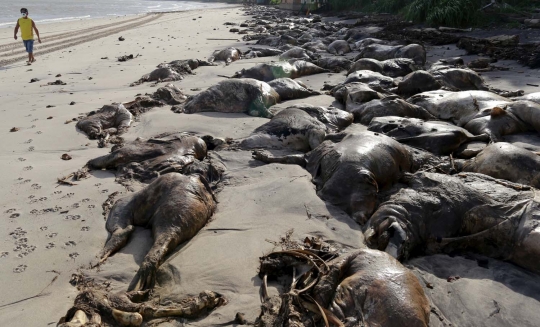 Ribuan bangkai sapi terdampar di pantai Brasil