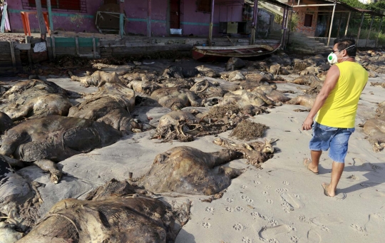 Ribuan bangkai sapi terdampar di pantai Brasil