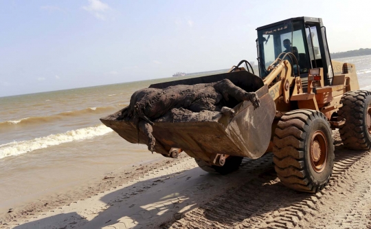Ribuan bangkai sapi terdampar di pantai Brasil