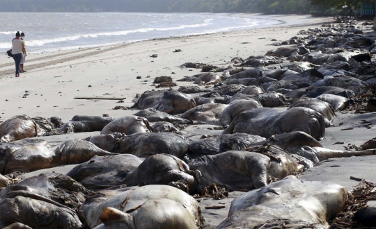 Ribuan bangkai sapi terdampar di pantai Brasil
