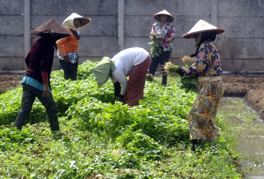 Memanfaatkan lahan kosong untuk bertani bayam