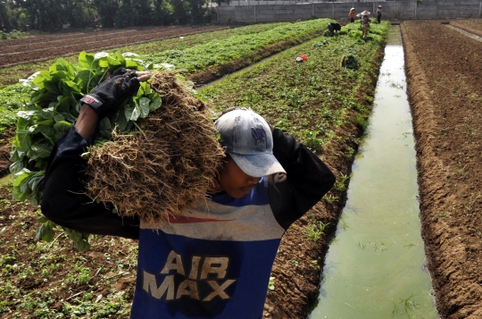 Memanfaatkan lahan kosong untuk bertani bayam