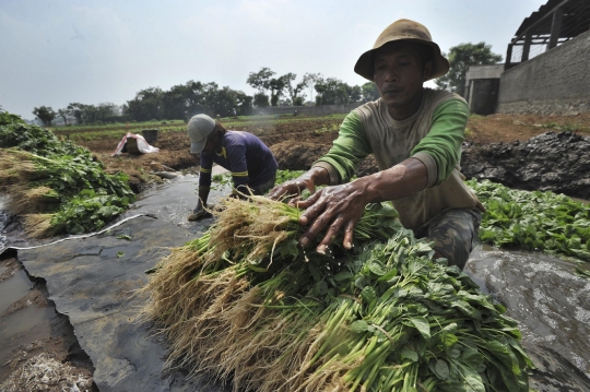 Memanfaatkan lahan kosong untuk bertani bayam