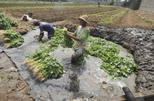 Memanfaatkan lahan kosong untuk bertani bayam