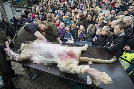 Kebun binatang di Denmark kuliti dan potong-potong tubuh singa