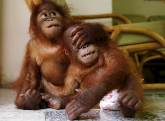 Selundup ke Malaysia, bayi orang utan ini disembunyikan dalam tas