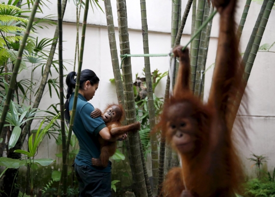 Selundup ke Malaysia, bayi orang utan ini disembunyikan dalam tas