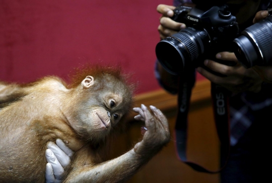 Selundup ke Malaysia, bayi orang utan ini disembunyikan dalam tas